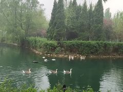 -长白岛森林公园