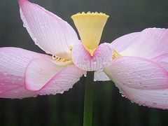 -洛阳市隋唐城遗址植物园