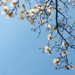 -上海瑞金洲际酒店·宴会厅