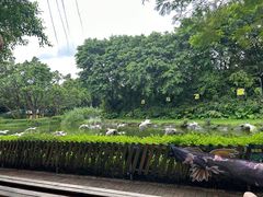 -广州长隆飞鸟乐园