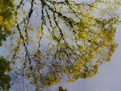 -秋霞圃