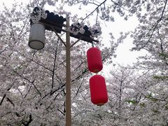 -武汉大学-樱园