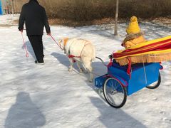-北京亚布洛尼朝阳公园滑雪场