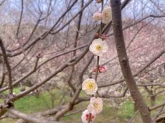 -苏州上方山国家森林公园