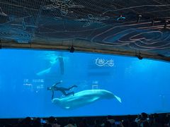 -海合安成都极地海洋公园