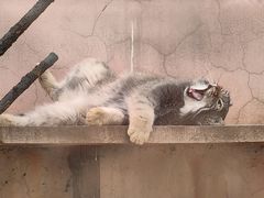 -青藏高原野生动物园