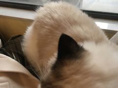 -滚猫咖啡·猫咖·猫友好撸猫(未来城店)