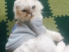 -猫猫幼稚园·撸猫·桌游·电玩