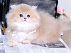-欣宠猫屋·矮脚拿破仑·蓝金金渐层