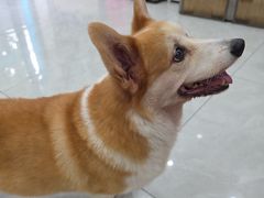 -安安宠医宠物医院·异宠·犬猫内科(岳阳分院)
