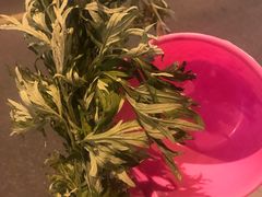 -紫荆关长城漂流