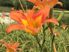 android_upload_pic-白塘生态植物园