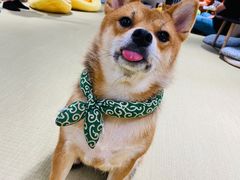 -逗柴咖啡屋·狗咖猫咖宠物桌游
