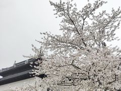 -苏州上方山国家森林公园