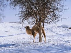 -塞罕坝国家级自然保护区