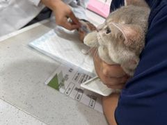-四月宠物医院·猫专科·心脏专科·内科(转塘店)