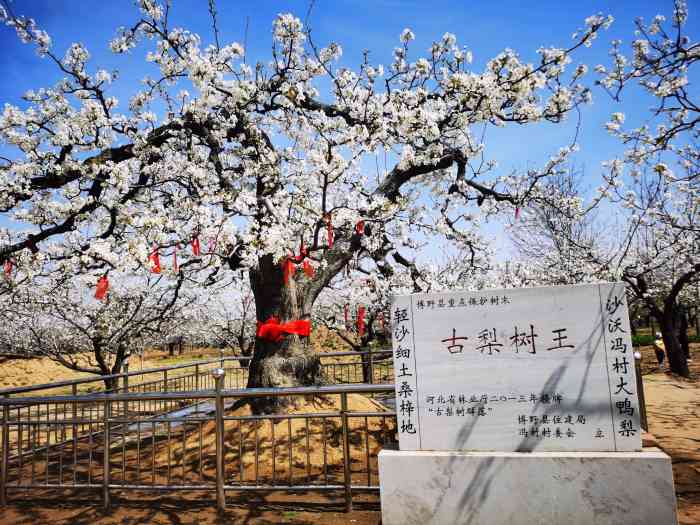 中國博野沙窩千年萬畝古梨園-