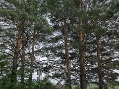 -北极村旅游风景区