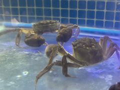 -黄记大闸蟹专卖店·活蟹·醉蟹