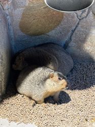 -酷嗒动物文化乐园(cutezoo西溪乐天城店)