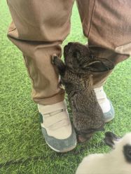 -萌宠亲子动物乐园(槐房万达店)