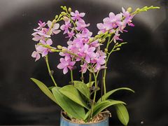 -双季花艺园艺市场(浦东店)