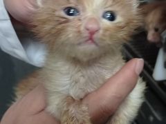 -艾贝尔宠物诊疗