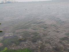 -碧海金沙