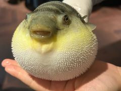 -肆月河豚·淮扬菜·湘菜(华天店)