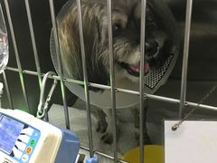 -立德动物医院·异宠·CT·鹦鹉(天河店)