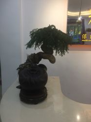 点击看大图 -寇氏拔罐减肥