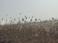 -盐城丹顶鹤湿地生态旅游区