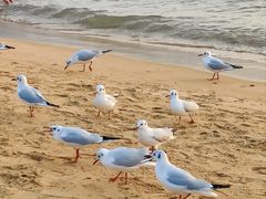 -青岛第一海水浴场