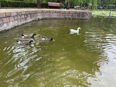 -团结湖公园