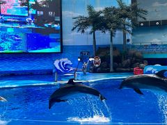 -海合安成都极地海洋公园
