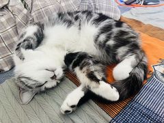 -乖乖宠物医院·猫科·急重症中心(车站北路分院)