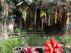 -正佳雨林生态植物园