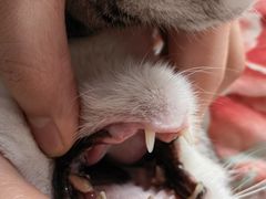 -宠爱国际动物医院· 猫科· 外科·中兽医(长白店)