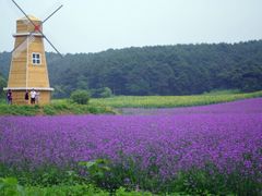 -大塘金香草谷