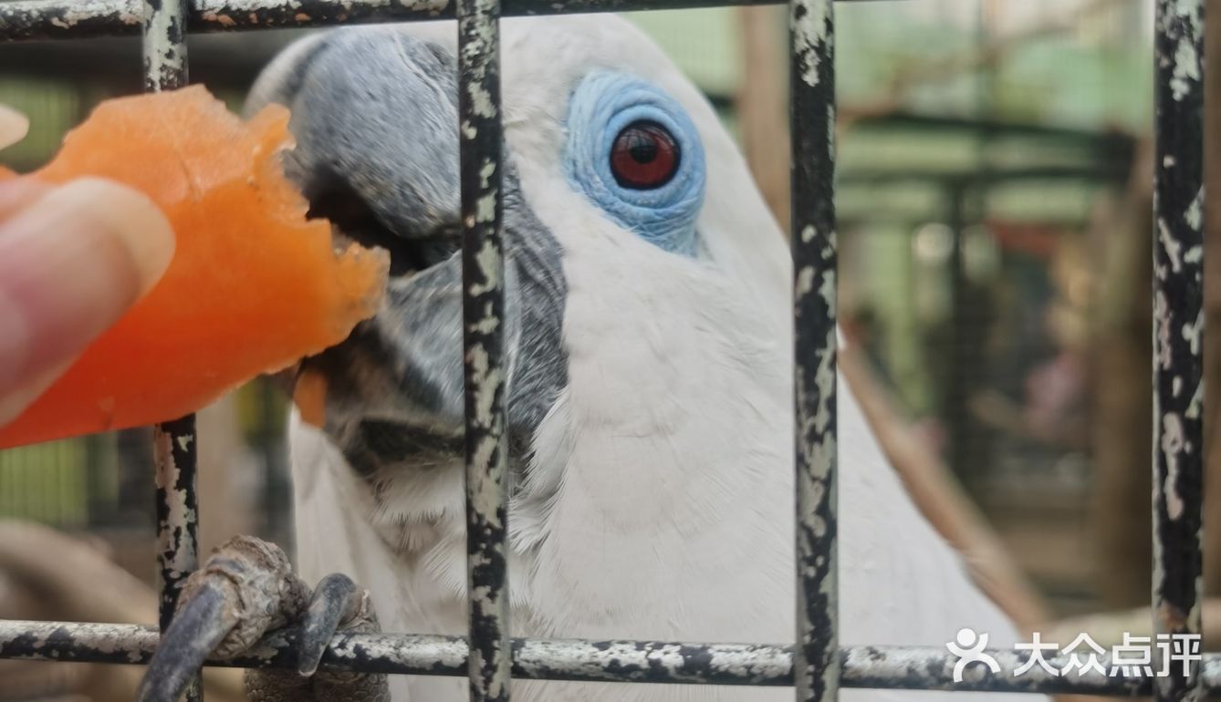 大兴野生动物园半日游