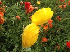 iphone_upload_pic-上海鲜花港