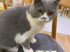 -滚猫咖啡·猫咖·猫友好撸猫(未来城店)
