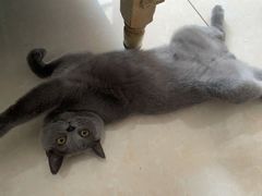 -派特宠物医院(圆融广场店)