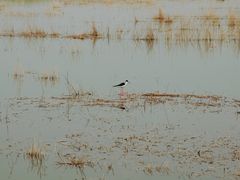 -南大港湿地风景区