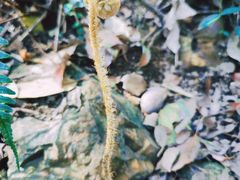 -上海佘山国家森林公园天马山园