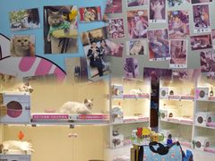 -lincat·猫舍(广州店)