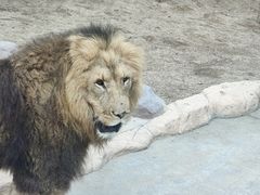 -北京野生动物园