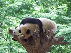 -都江堰中华大熊猫苑