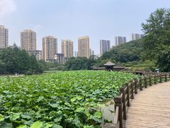 -龙头寺公园