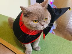 -猫和宫(六道口店)